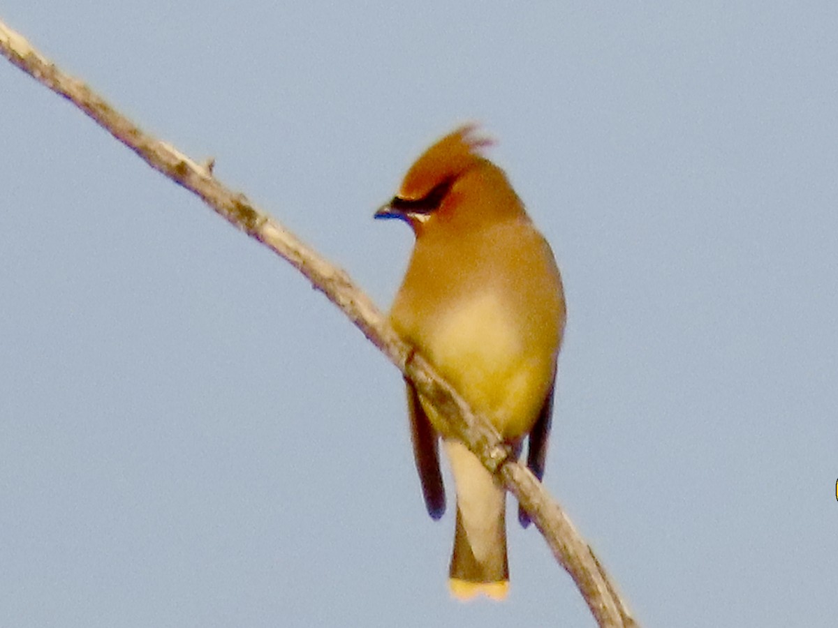 Cedar Waxwing - ML638160945