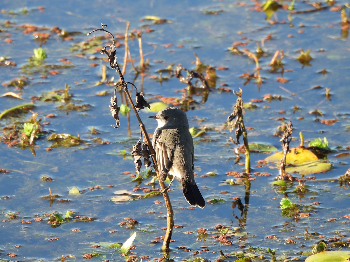 Sooty Tyrannulet - ML638160954