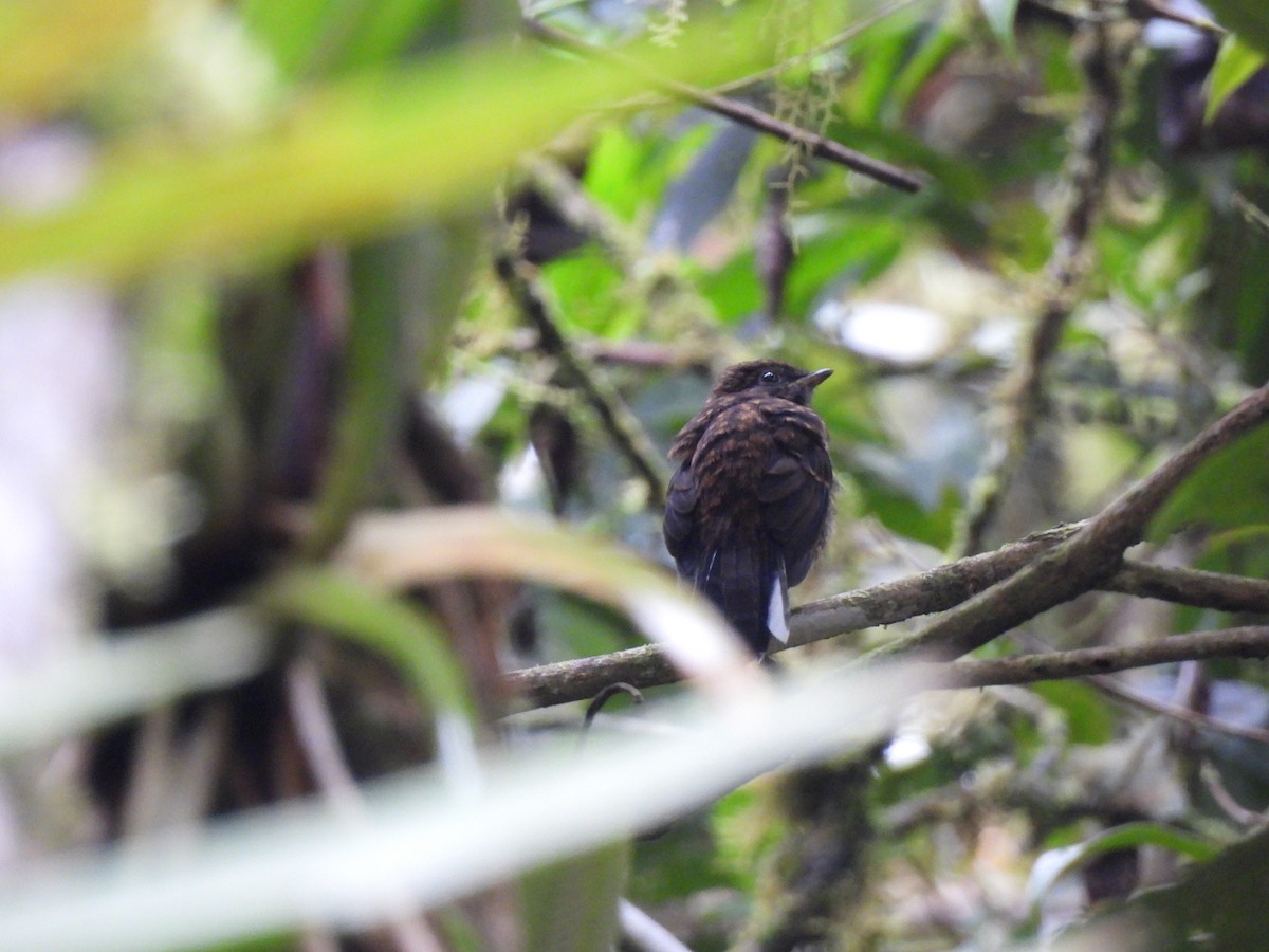Long-tailed Tapaculo - ML638160959
