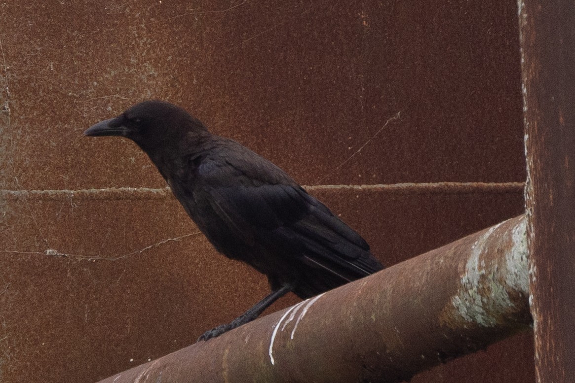 crow sp. - ML638160973
