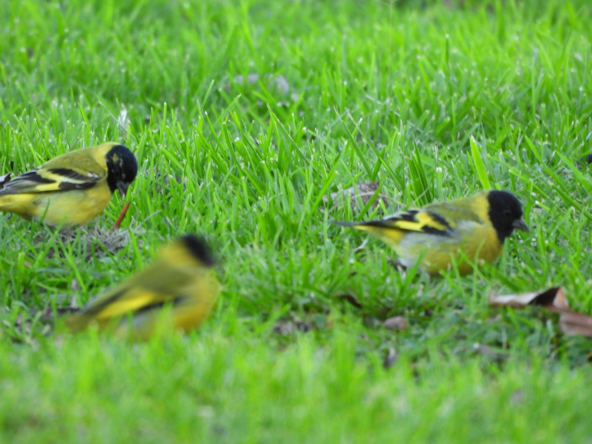 Hooded Siskin - ML638161006