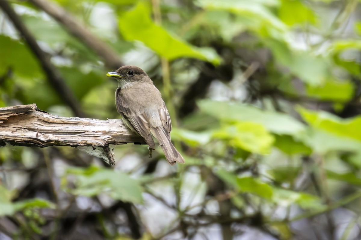Eastern Phoebe - ML638161030