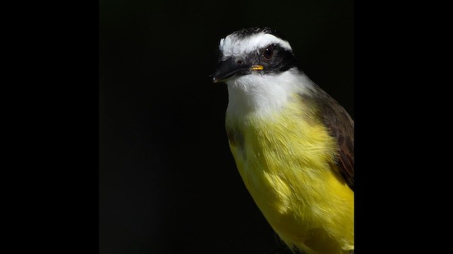 Great Kiskadee - ML638161036
