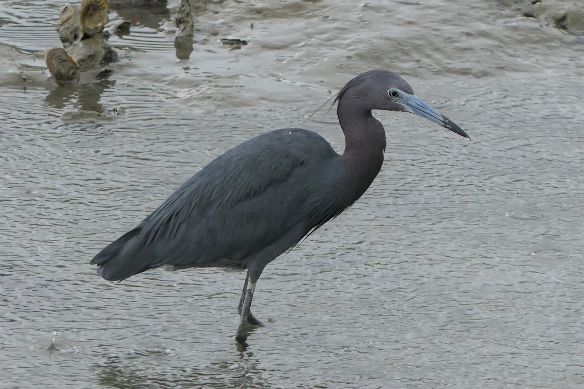 Little Blue Heron - ML638161061
