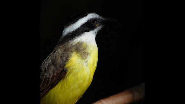 Great Kiskadee - ML638161065