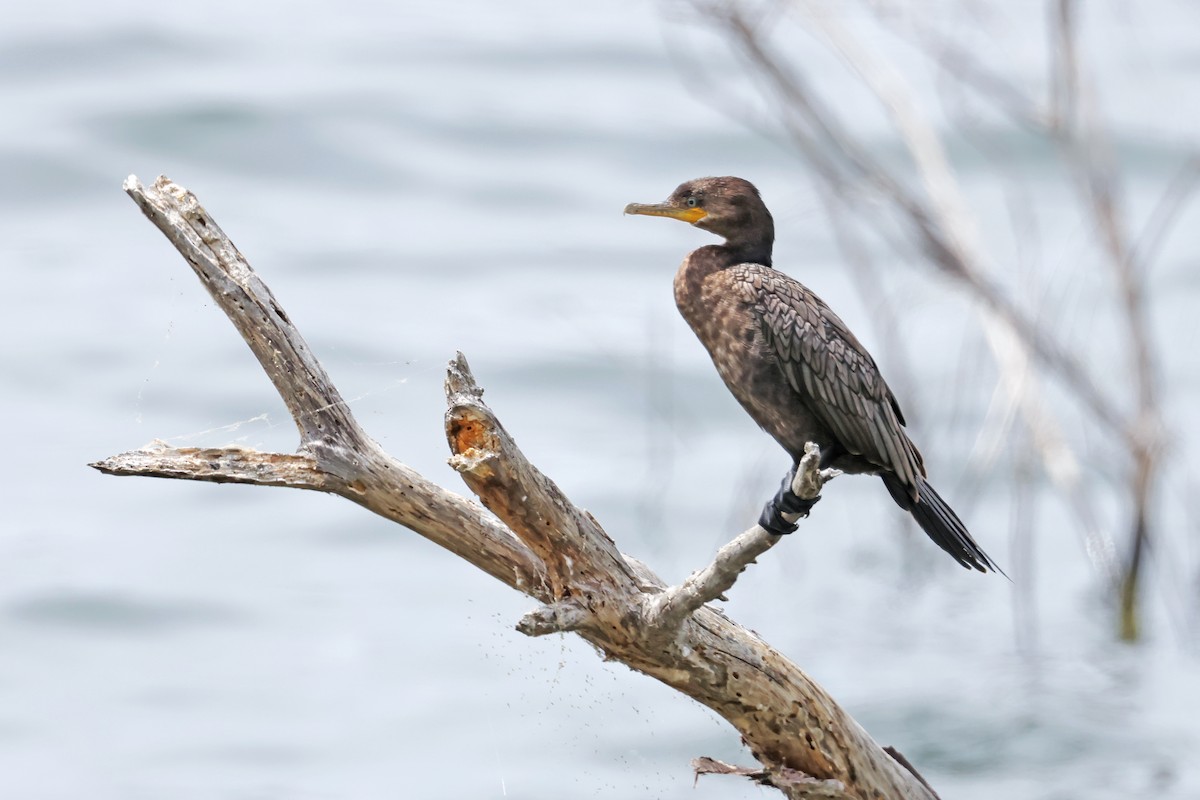 Neotropic Cormorant - ML638161096
