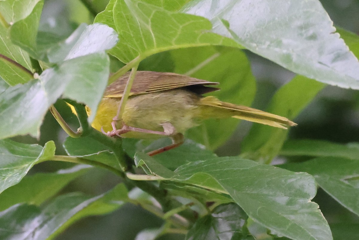 Common Yellowthroat - ML638161108