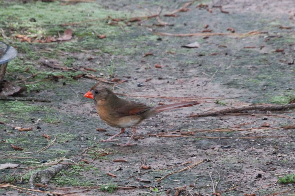 ショウジョウコウカンチョウ - ML638161131