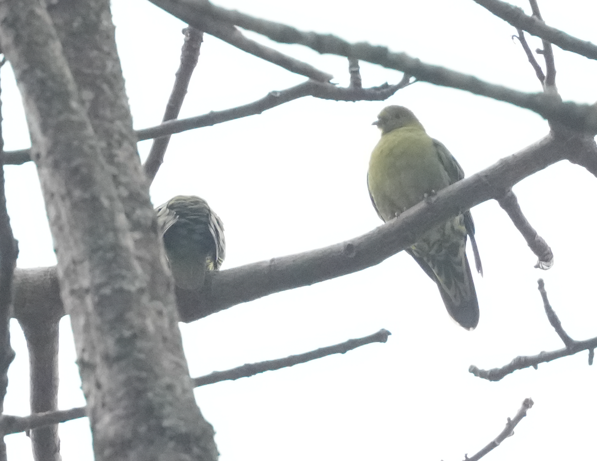 Wedge-tailed Green-Pigeon - ML638161177