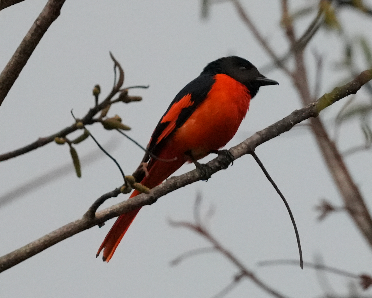 Kırmızı Minivet - ML638161180