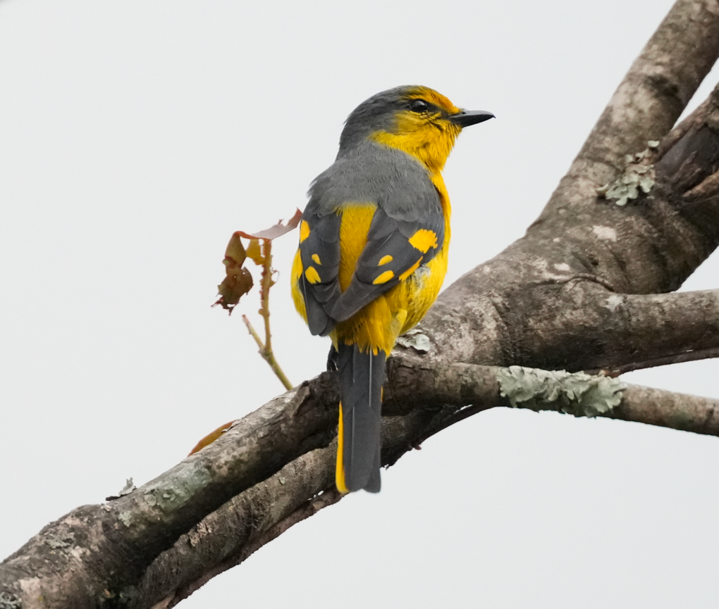 Kırmızı Minivet - ML638161199