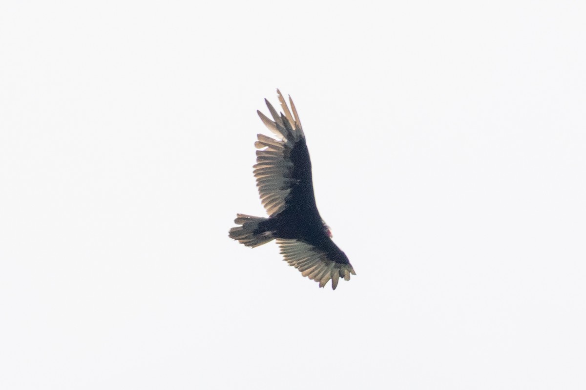 Turkey Vulture - ML638161202