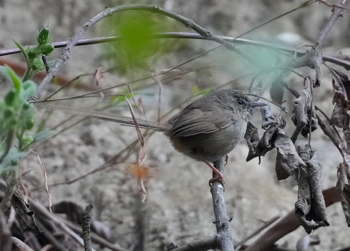 Black-throated Prinia - ML638161204