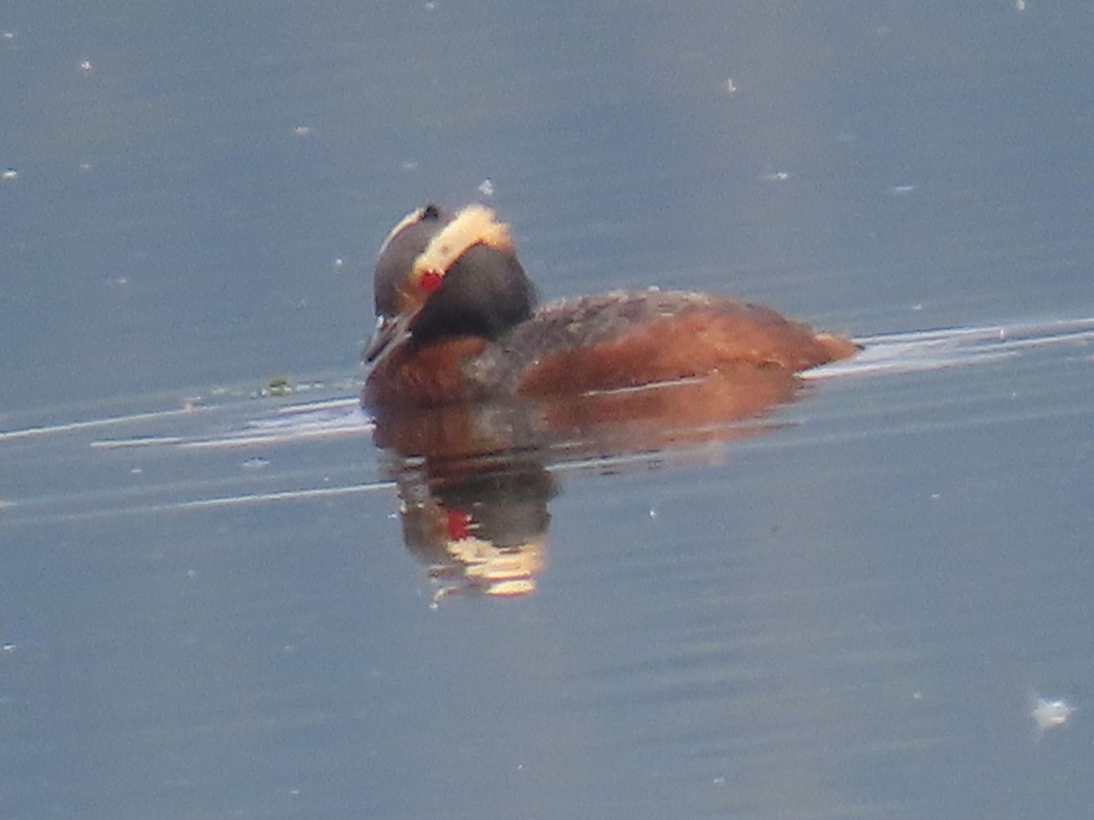 Horned Grebe - ML638161253