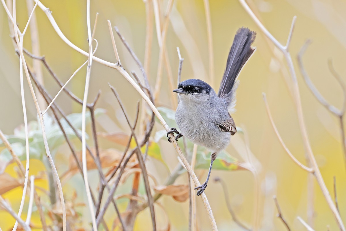 California Gnatcatcher - ML638161273