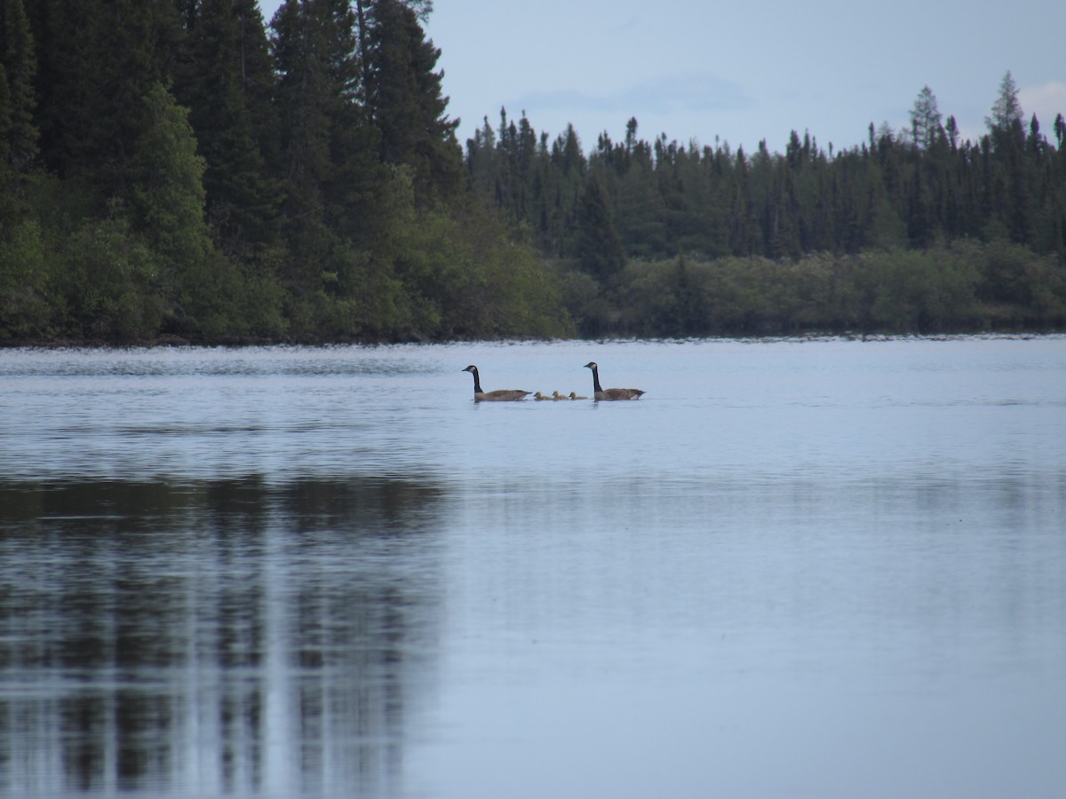Canada Goose - ML638161279