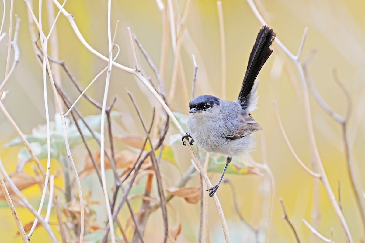California Gnatcatcher - ML638161299