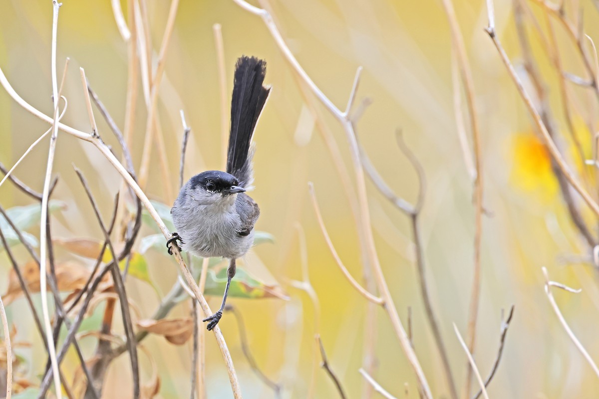 California Gnatcatcher - ML638161306