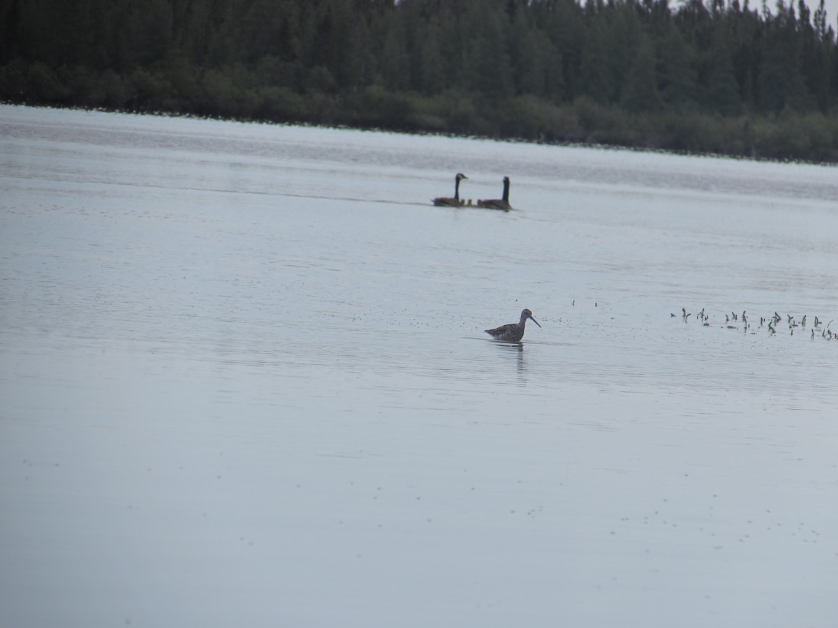 Greater Yellowlegs - ML638161309