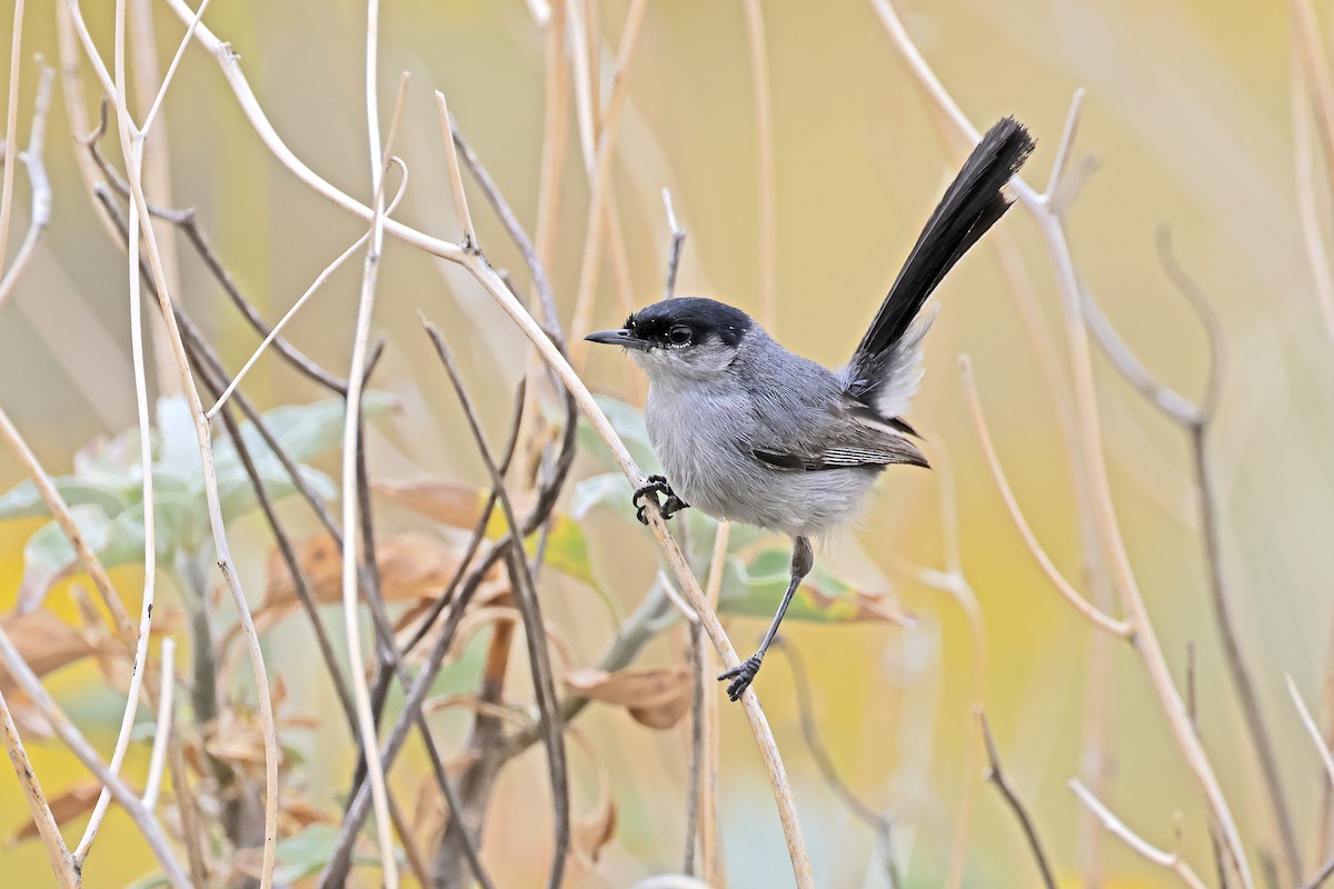 California Gnatcatcher - ML638161312