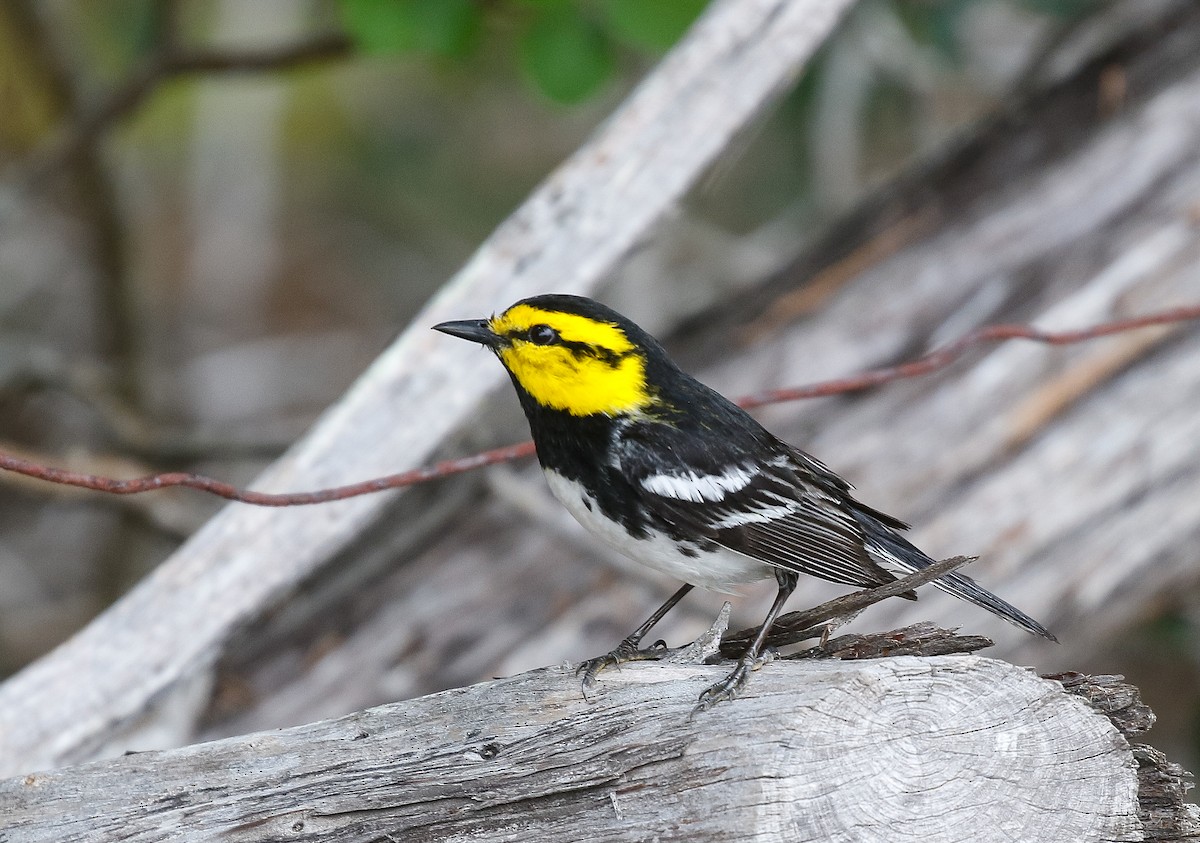 Golden-cheeked Warbler - ML638161313