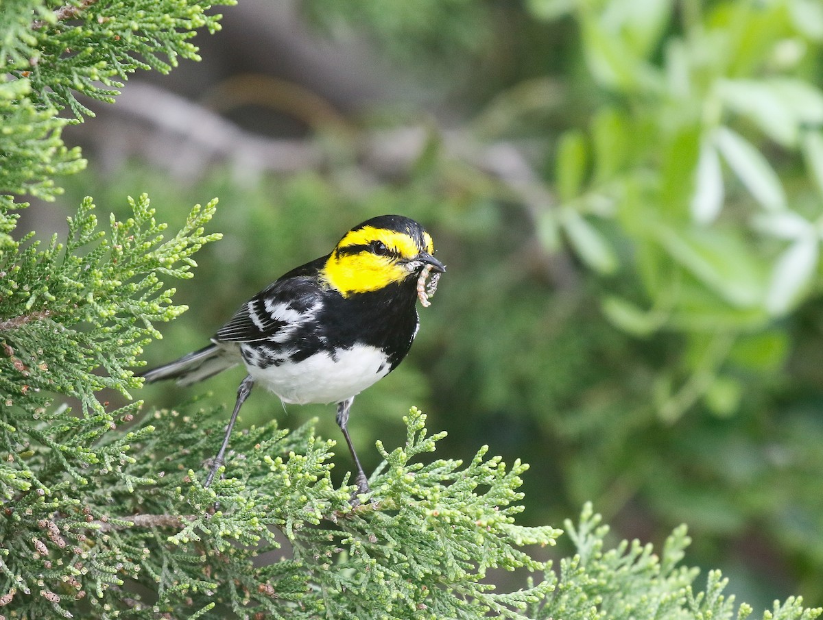 Golden-cheeked Warbler - ML638161314