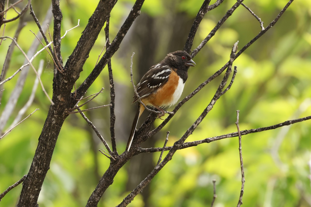 Spotted Towhee - ML638161328