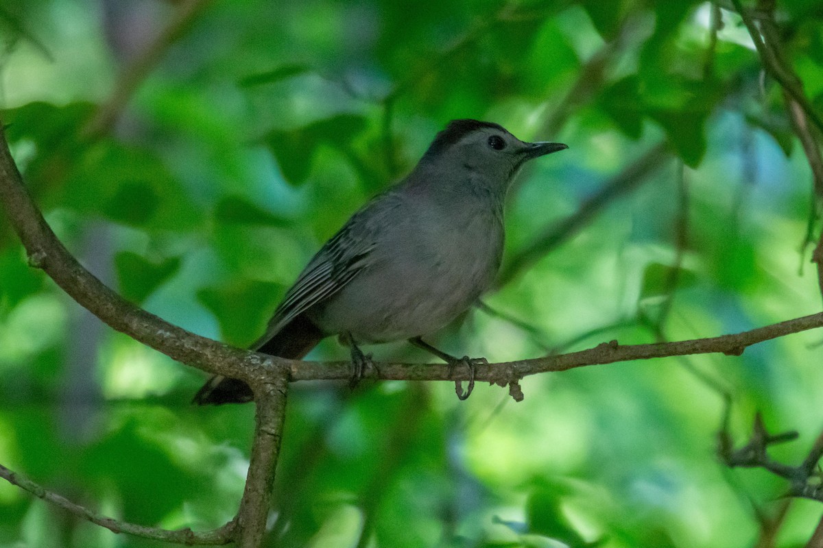 Gray Catbird - ML638161333