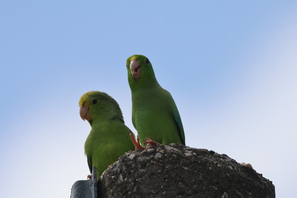 Turquoise-winged Parrotlet - ML638161339