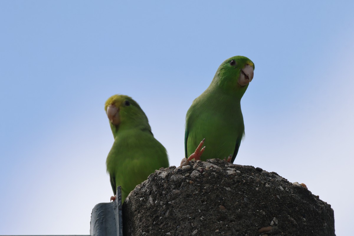 Turquoise-winged Parrotlet - ML638161340