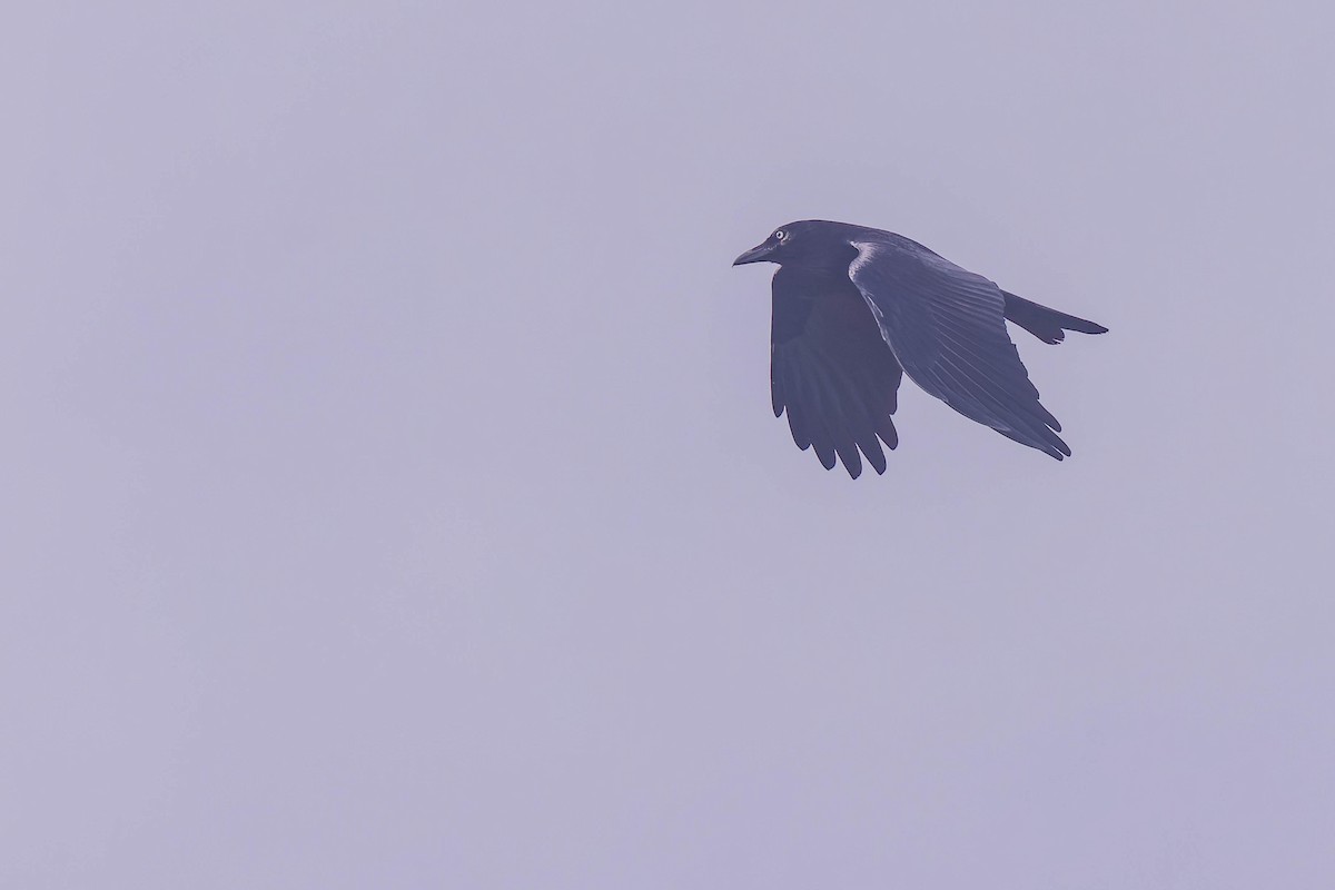 Australian Raven - ML638161341
