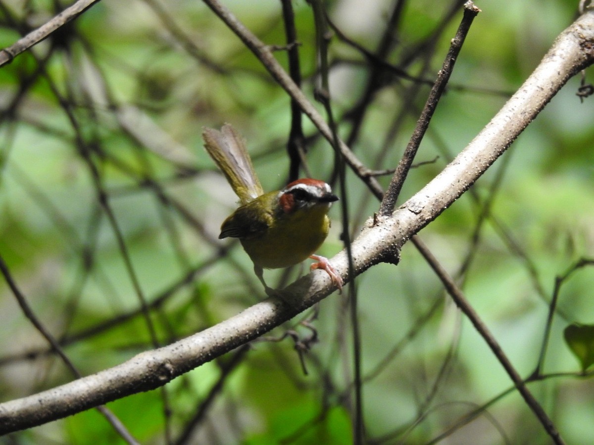 Chestnut-capped Warbler - ML638161344