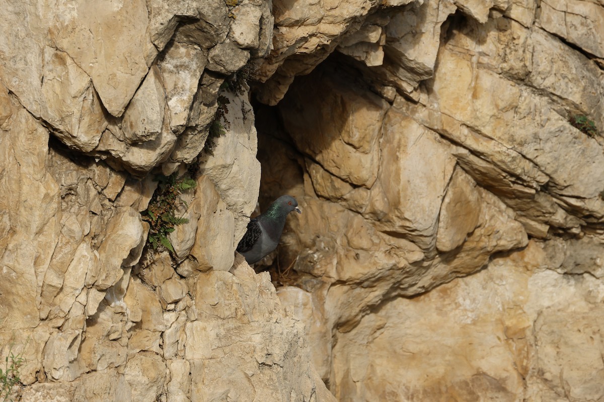 Rock Pigeon (Feral Pigeon) - ML638161348