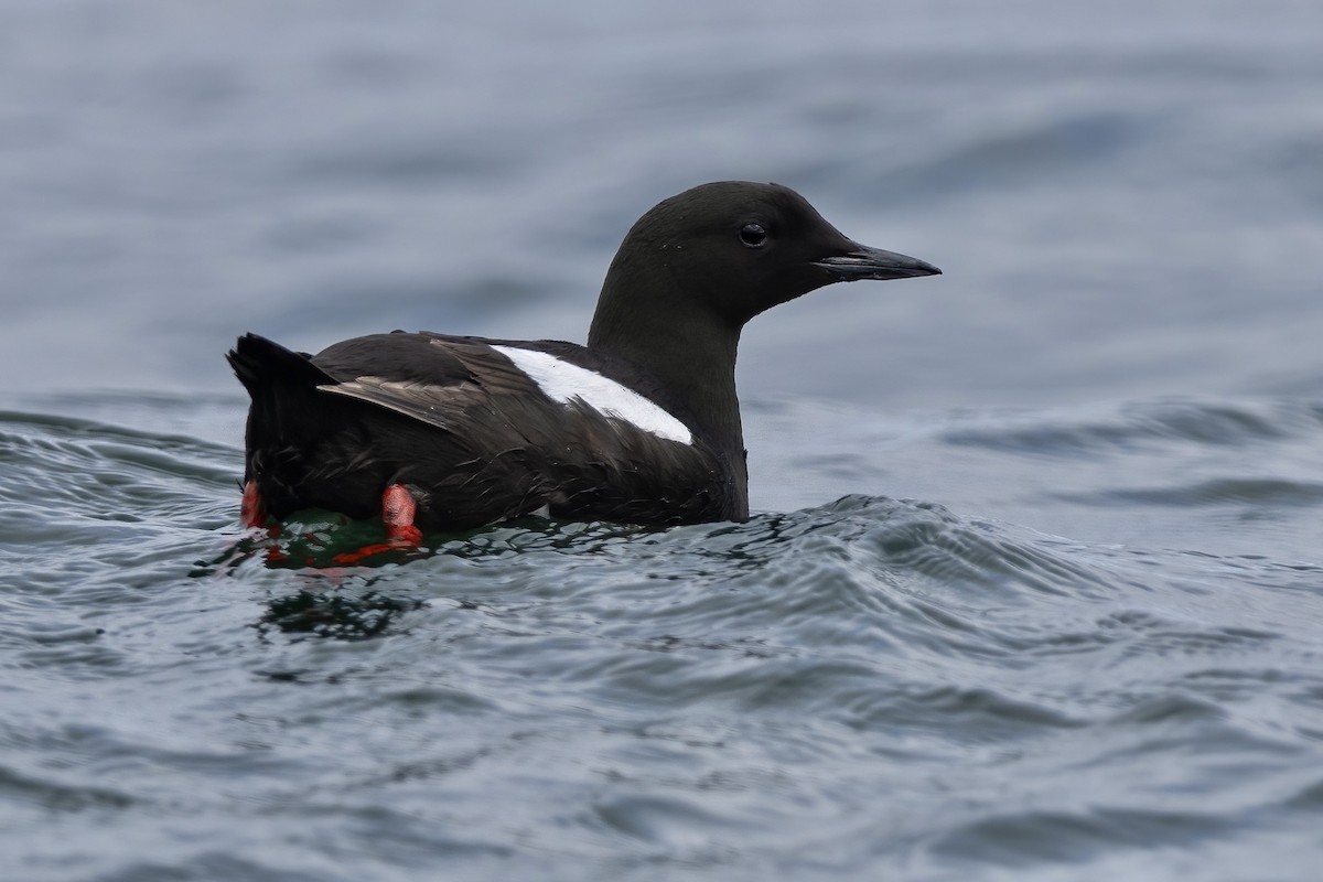 Black Guillemot - ML638161381