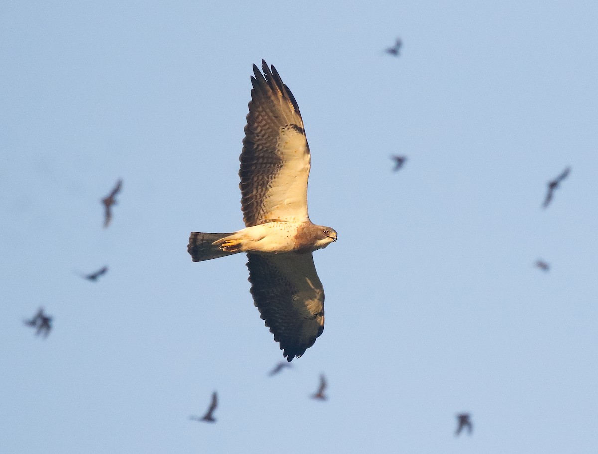 Swainson's Hawk - ML638161427