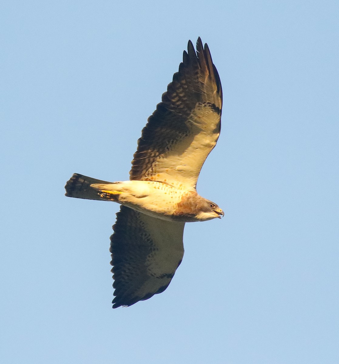 Swainson's Hawk - ML638161428