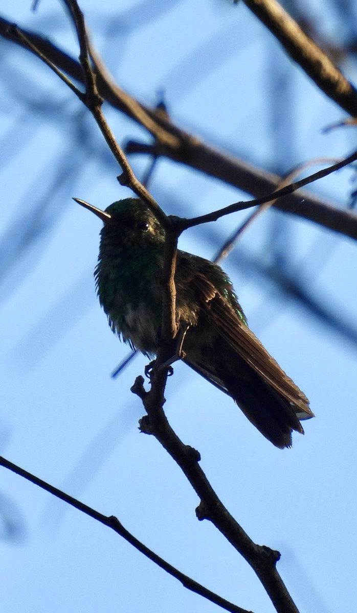 Canivet's Emerald - ML638161433