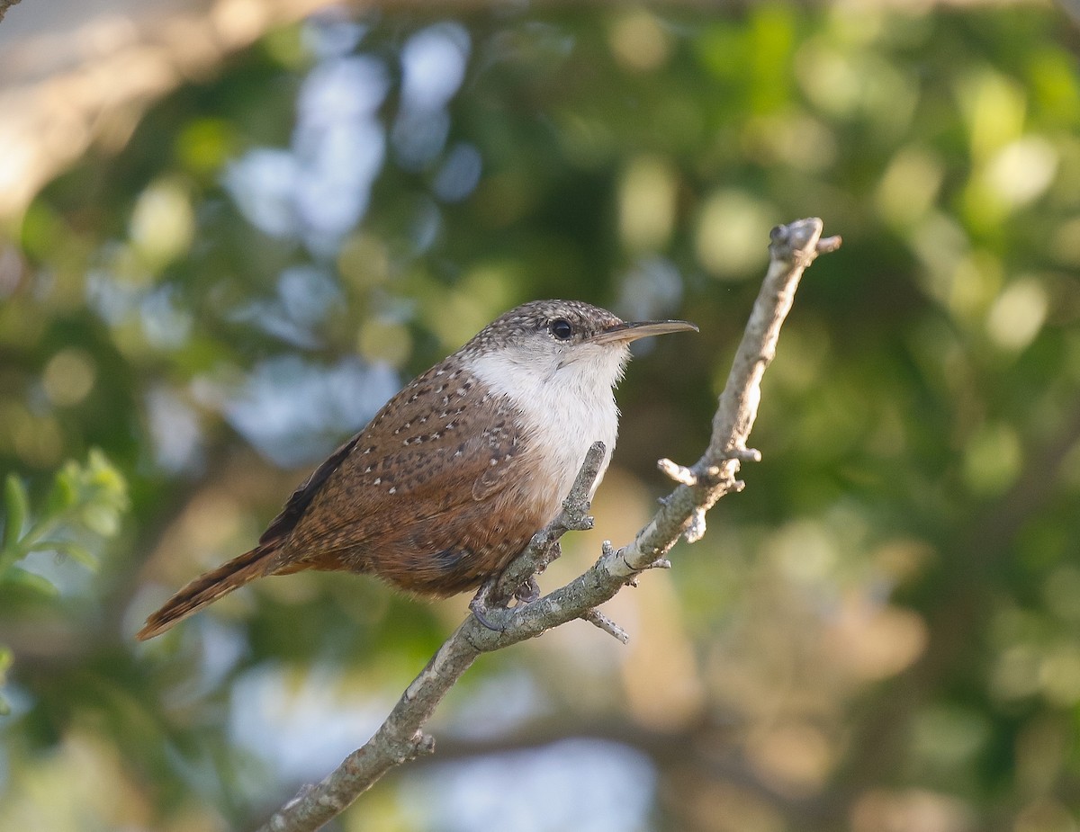 Canyon Wren - ML638161434