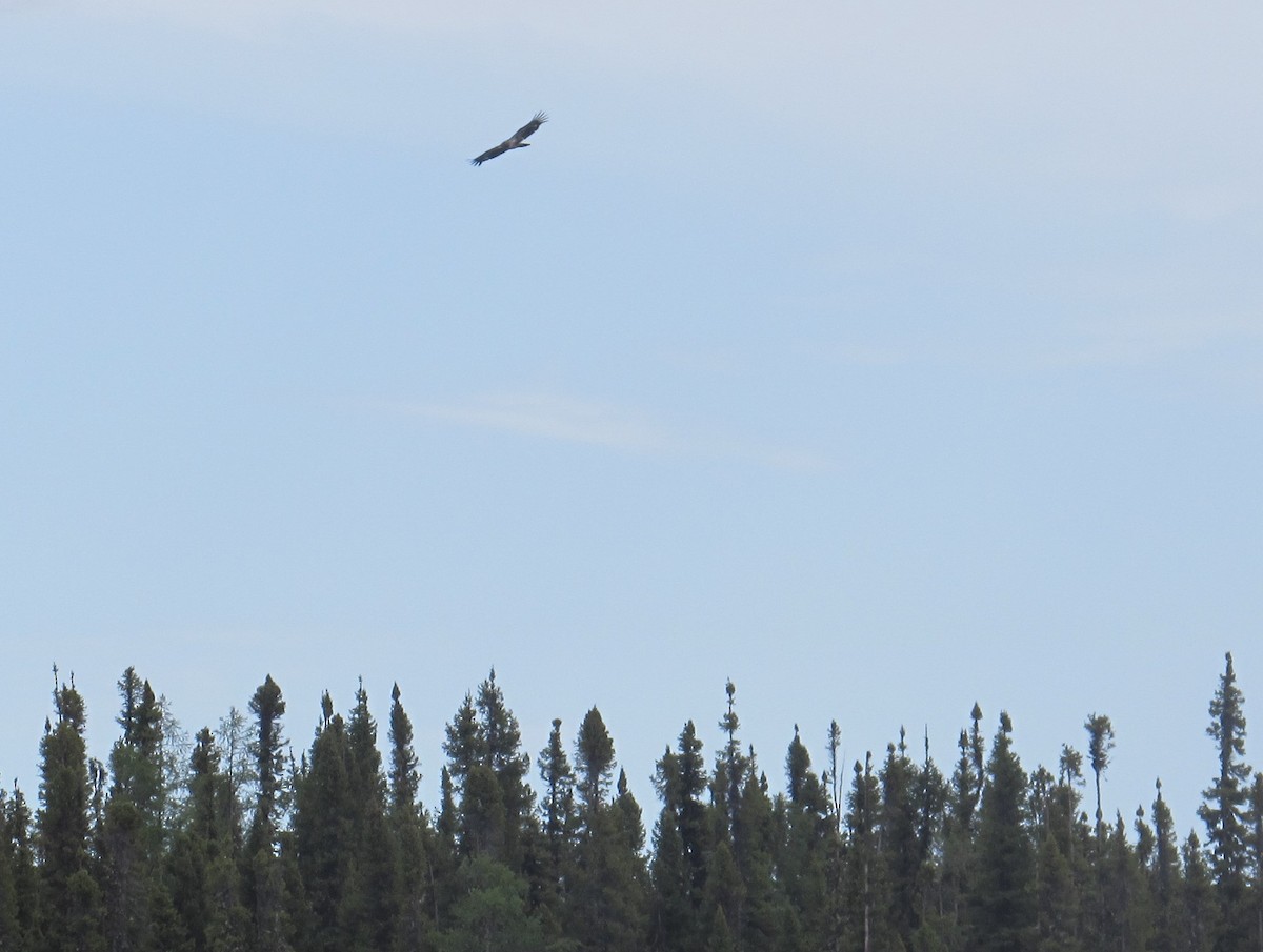 Bald Eagle - ML638161437