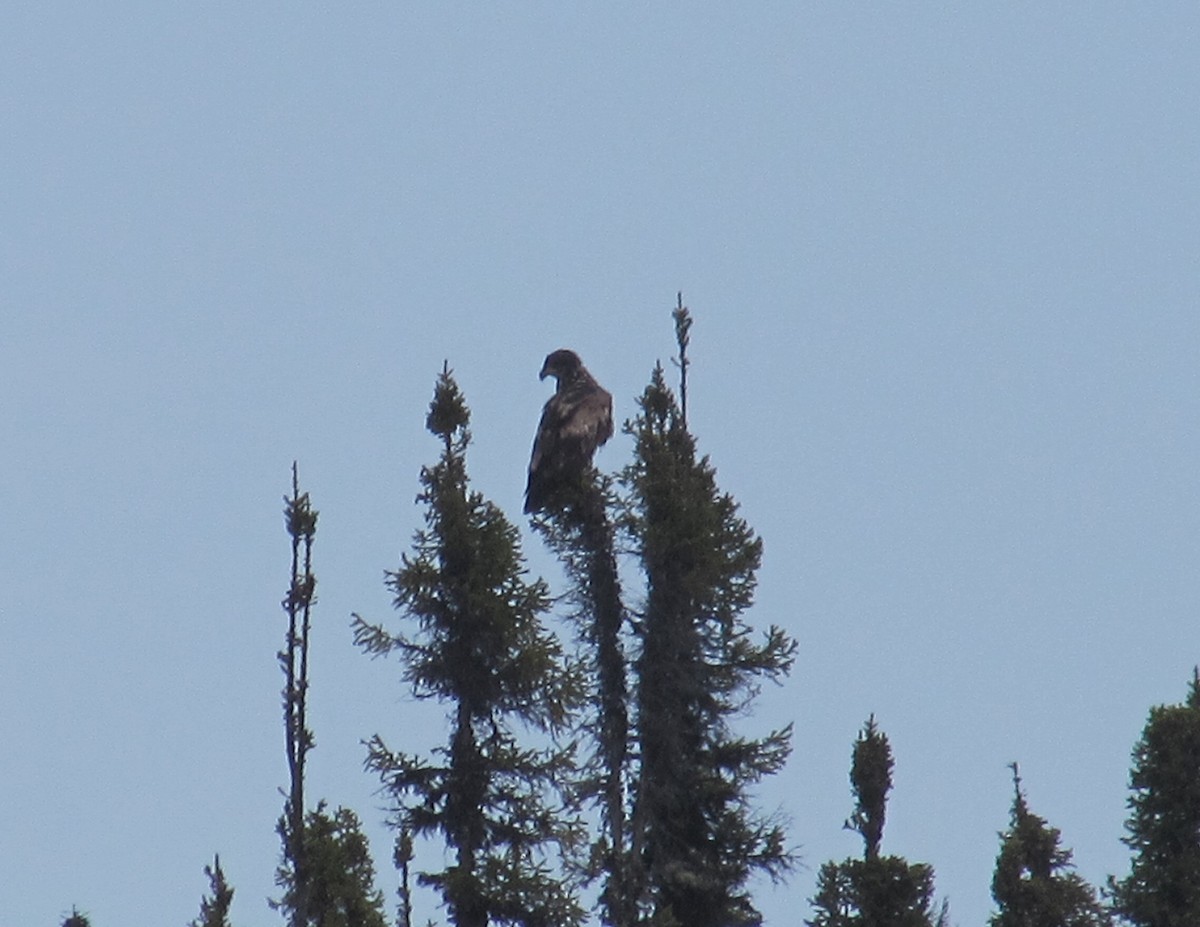 Bald Eagle - ML638161438