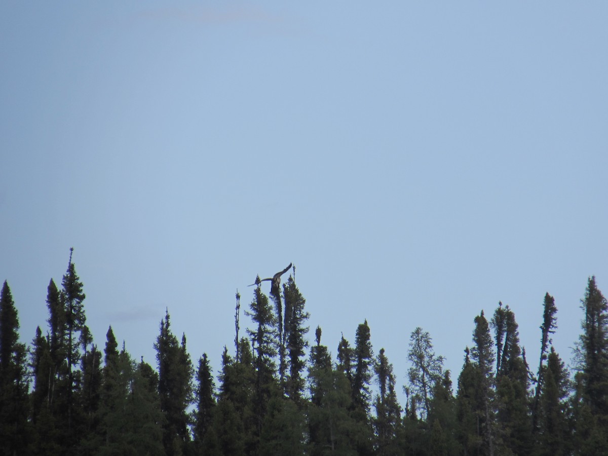 Bald Eagle - ML638161439