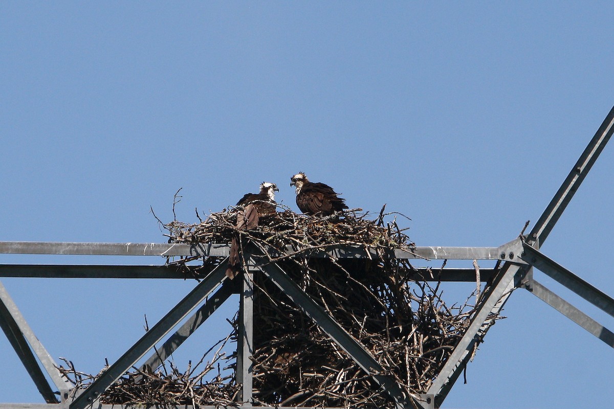 Osprey - ML638161444