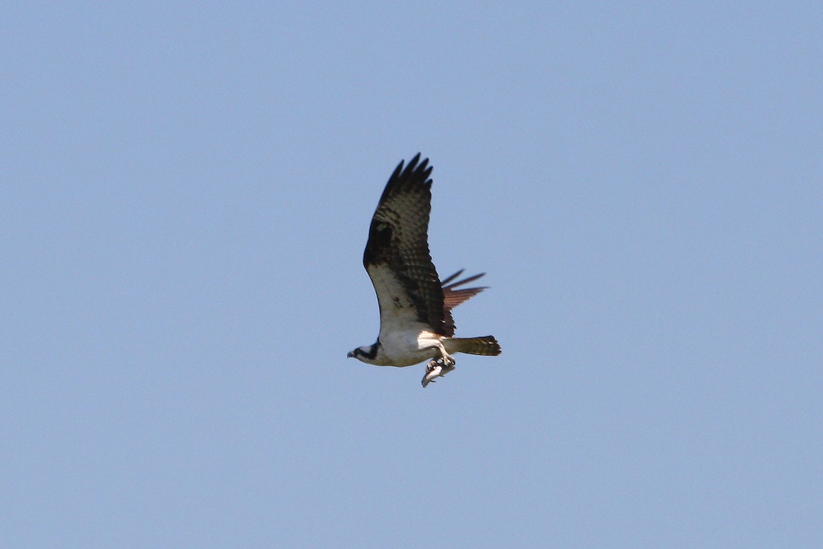 Osprey - ML638161445
