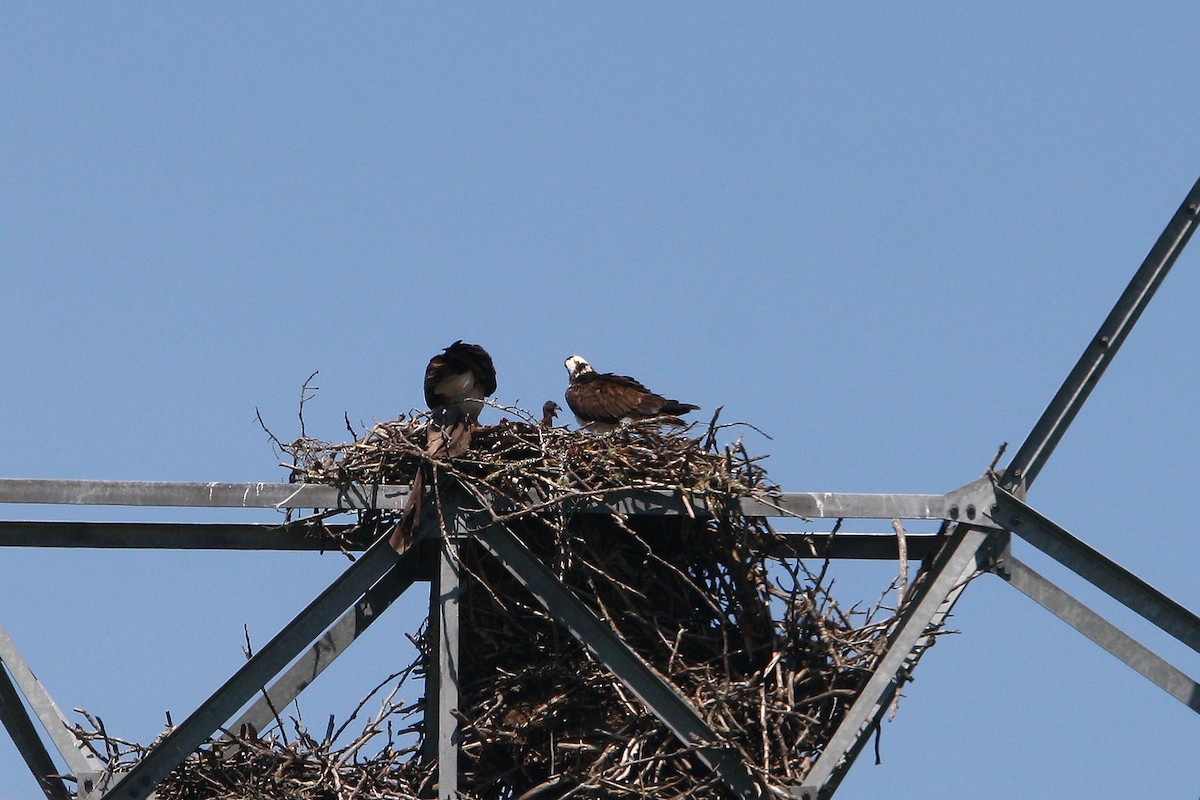 Osprey - ML638161446