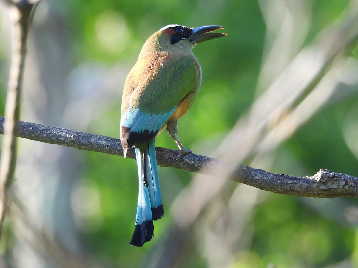 Turquoise-browed Motmot - ML638161448