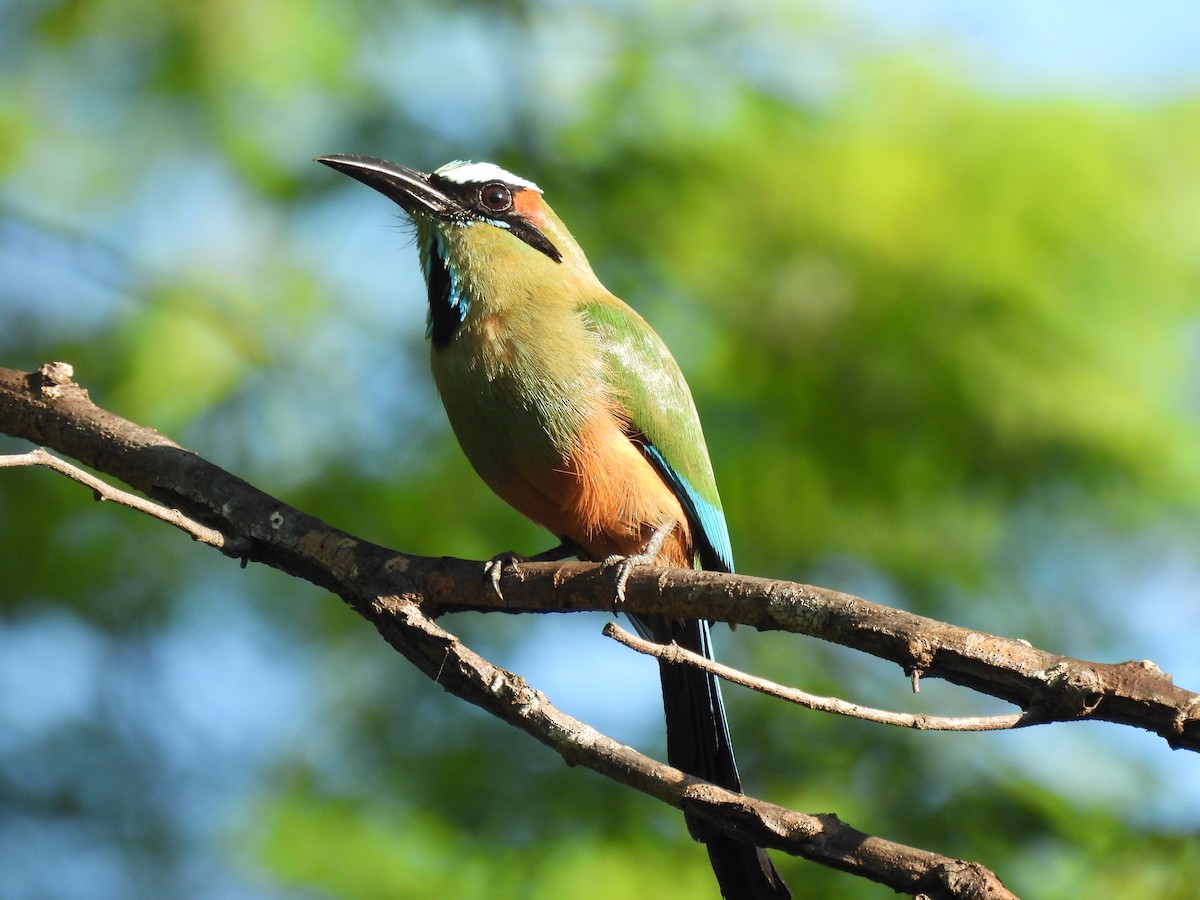 Turquoise-browed Motmot - ML638161450
