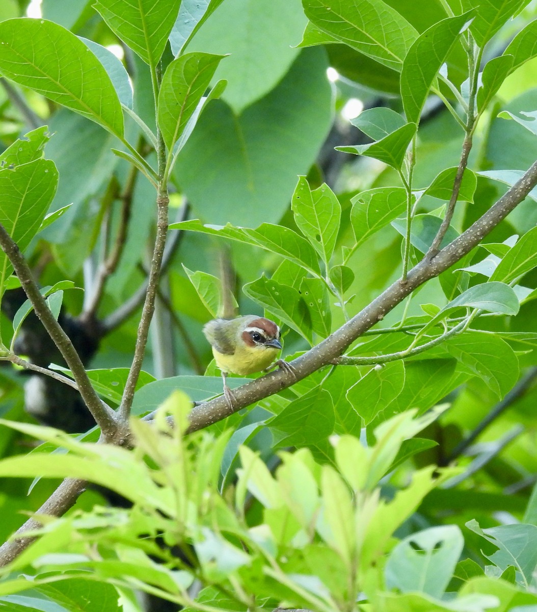 Chestnut-capped Warbler - ML638161458
