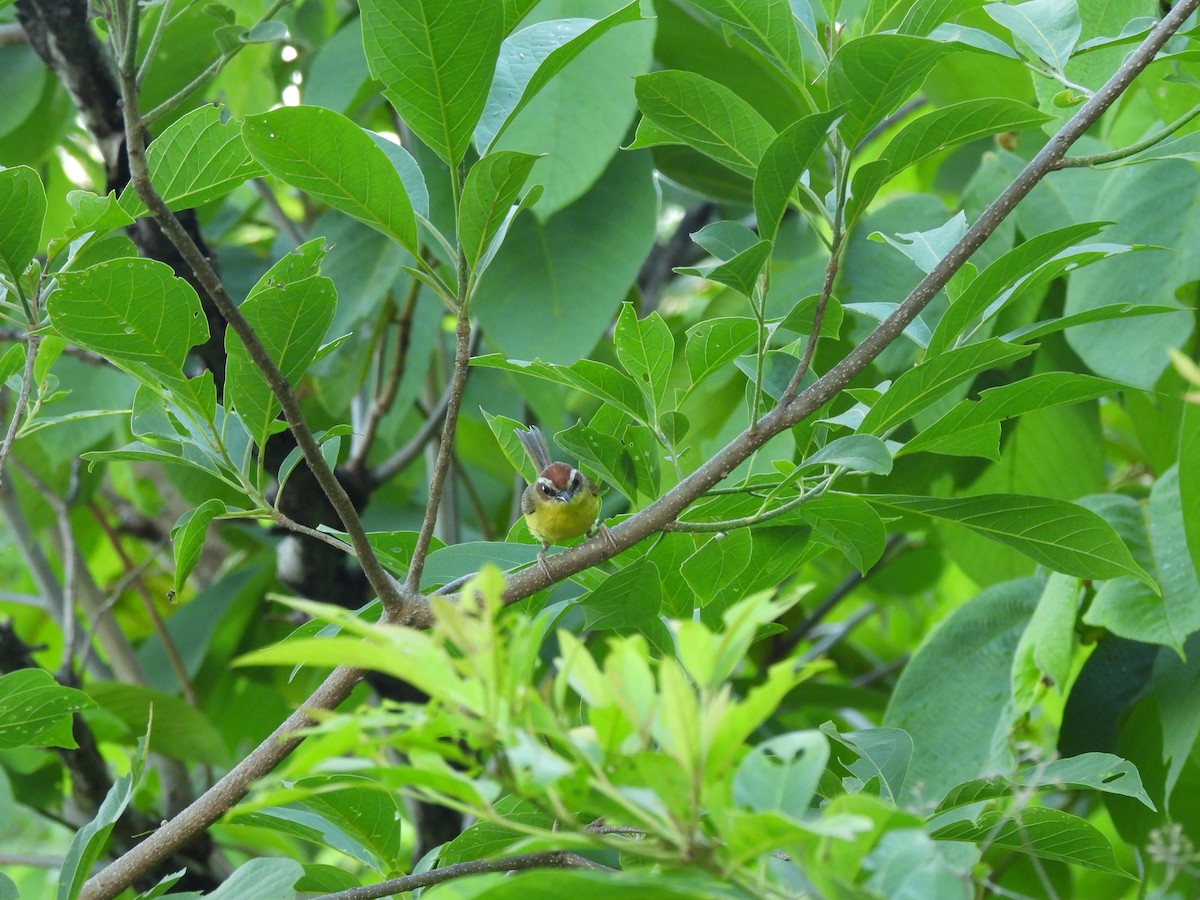 Chestnut-capped Warbler - ML638161461