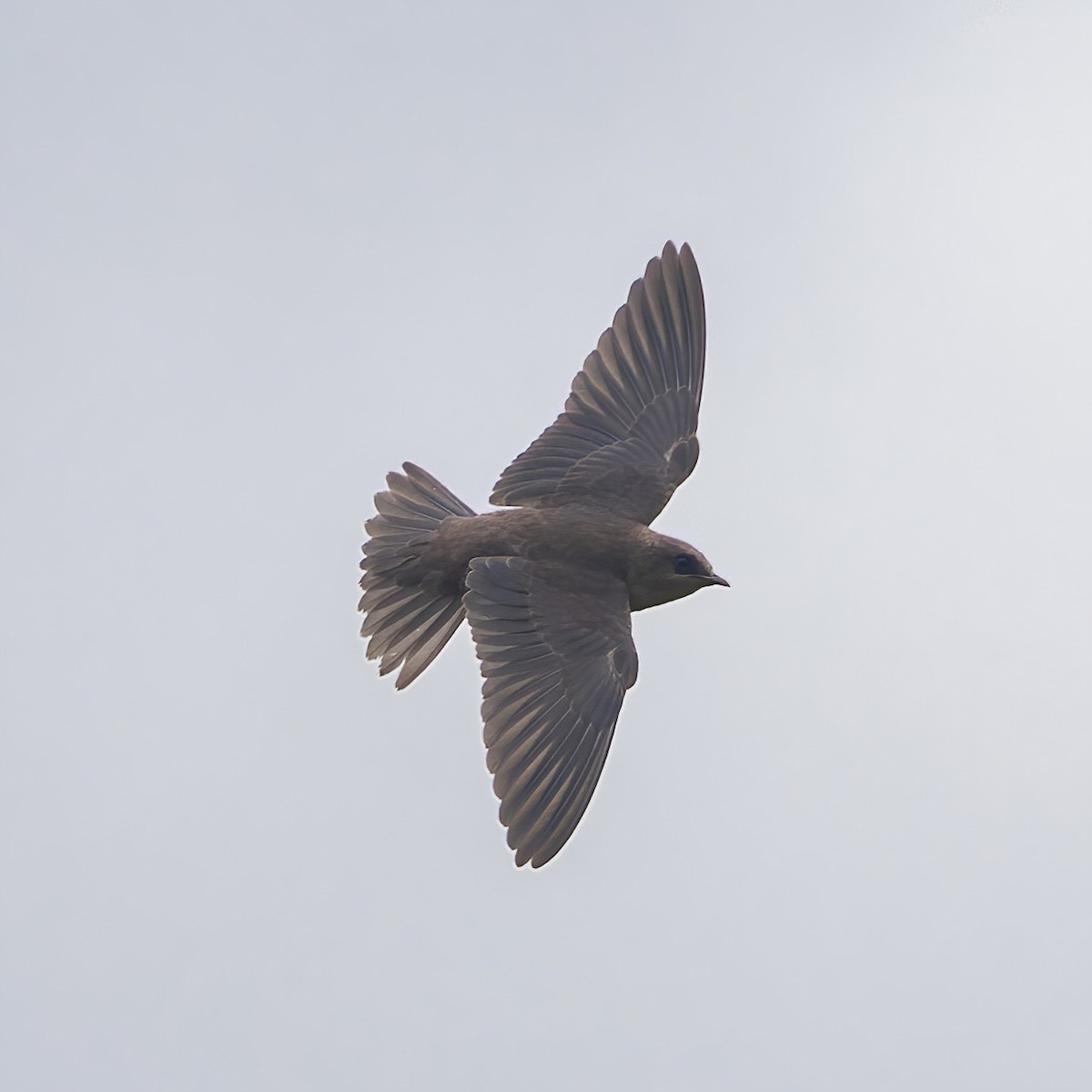 Galapagos Martin - ML638161472