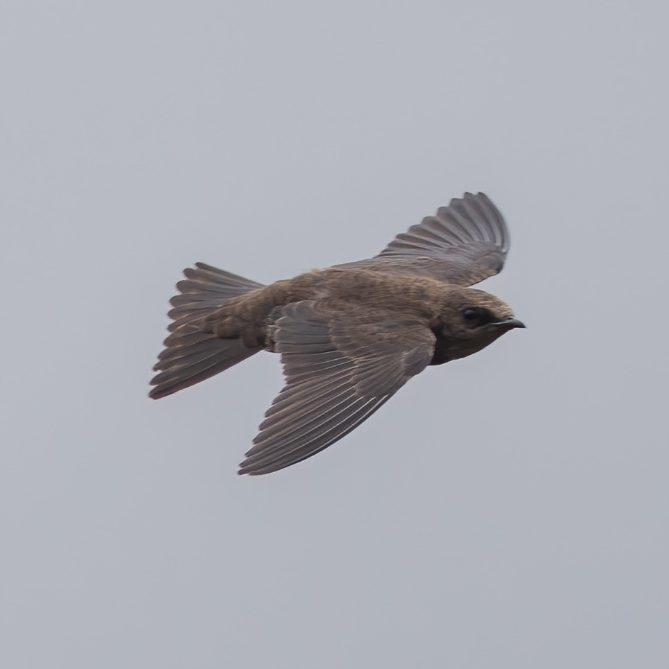 Galapagos Martin - ML638161473